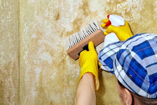 Best Comprehensive Air Testing for Mold Contaminants  in Bradenton, FL