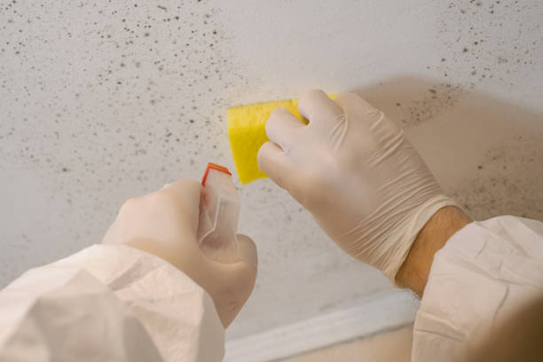 Mold Removal for HVAC Installations in Bradenton, FL