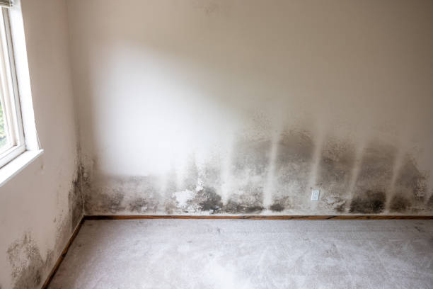 Reliable Bradenton, FL Mold Removal Solutions