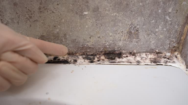 Best Black Mold Removal  in Bradenton, FL