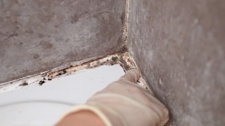 Best Mold Documentation for Insurance Claims  in Bradenton, FL