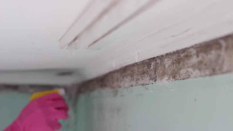 Best Mold Prevention Services  in Bradenton, FL